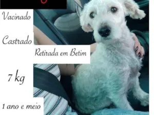 Cachorro raça POODLE idade 2 anos nome JOSÉ