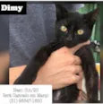 DYMY