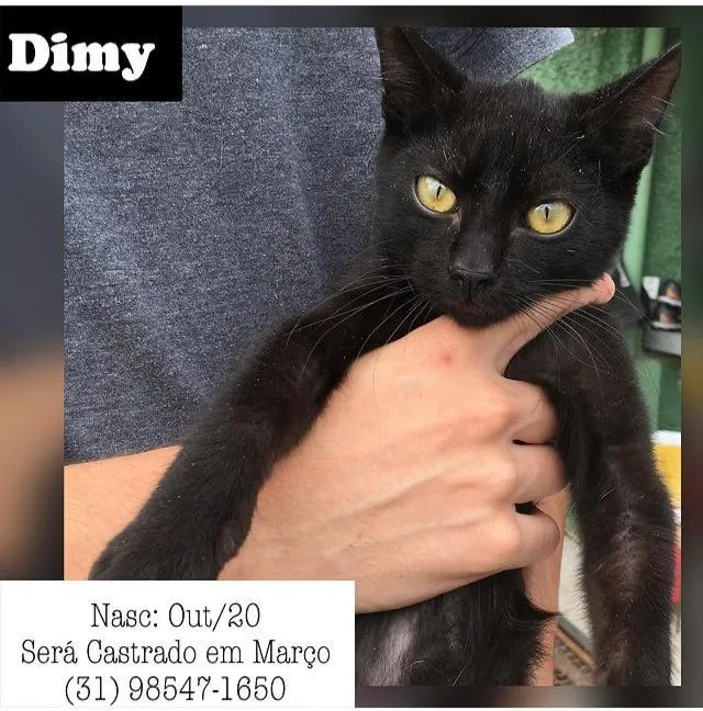 Gato raça SDR idade 2 a 6 meses nome DYMY