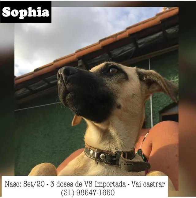 Cachorro raça SDR idade 2 a 6 meses nome SOPHIA
