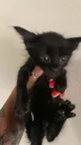 Gatinhos