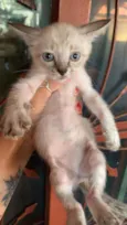 Gatinhos