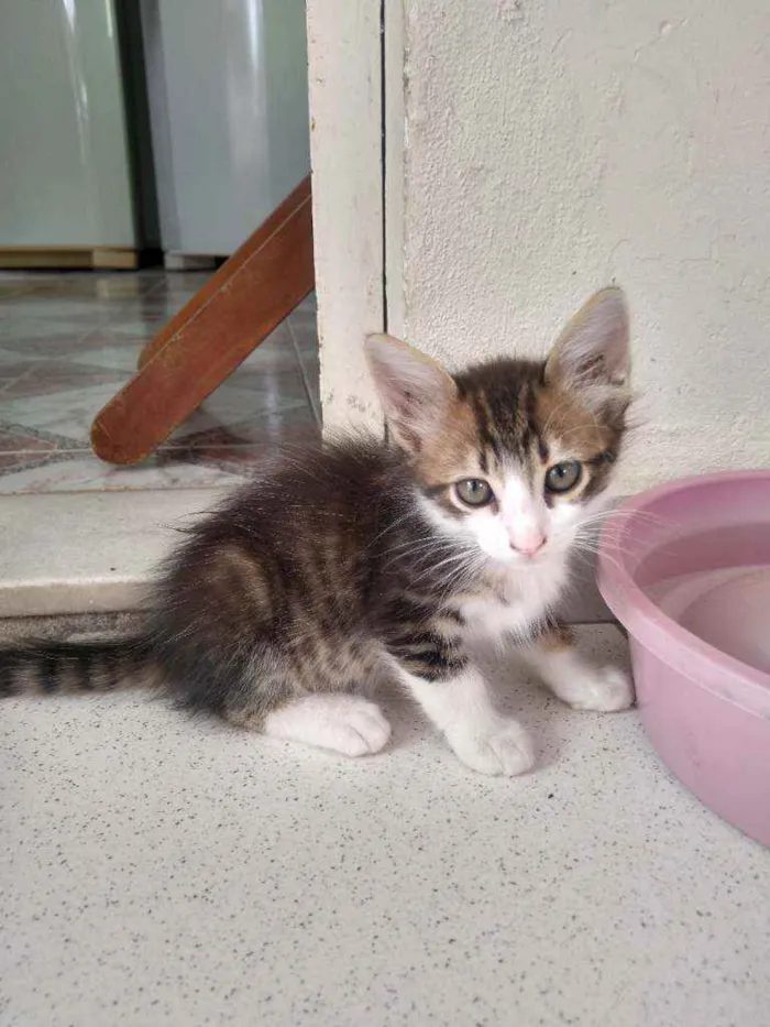 Gato ra a SRD idade 2 a 6 meses nome Sem Nome 