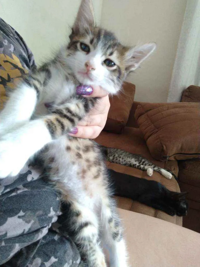 Gato ra a SRD idade 2 a 6 meses nome Sem Nome 