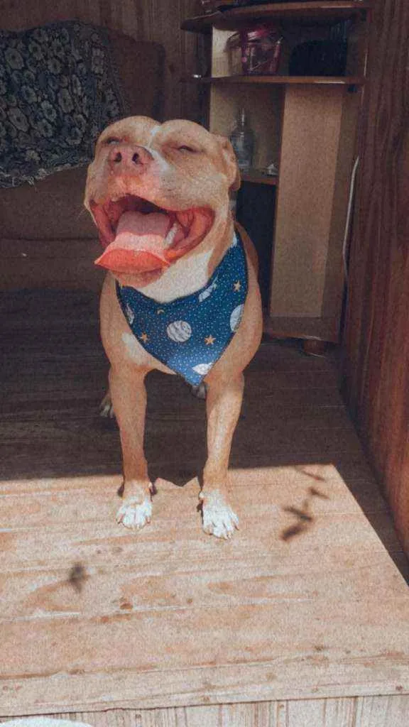 Cachorro ra a Pitbull  idade 2 anos nome Zeus