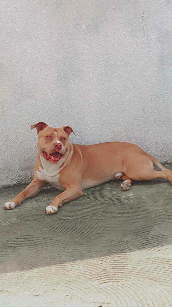 Cachorro ra a Pitbull  idade 2 anos nome Zeus