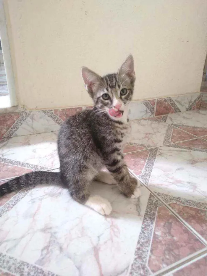 Gato ra a SRD idade 2 a 6 meses nome Sem Nome 