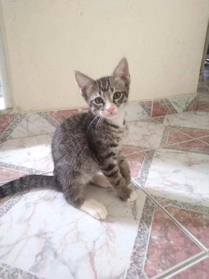 Gato ra a SRD idade 2 a 6 meses nome Sem Nome 