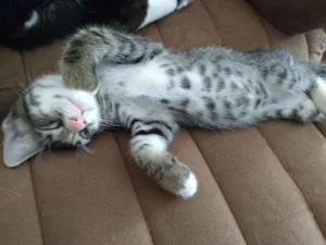 Gato raça SRD idade 2 a 6 meses nome Sem Nome 