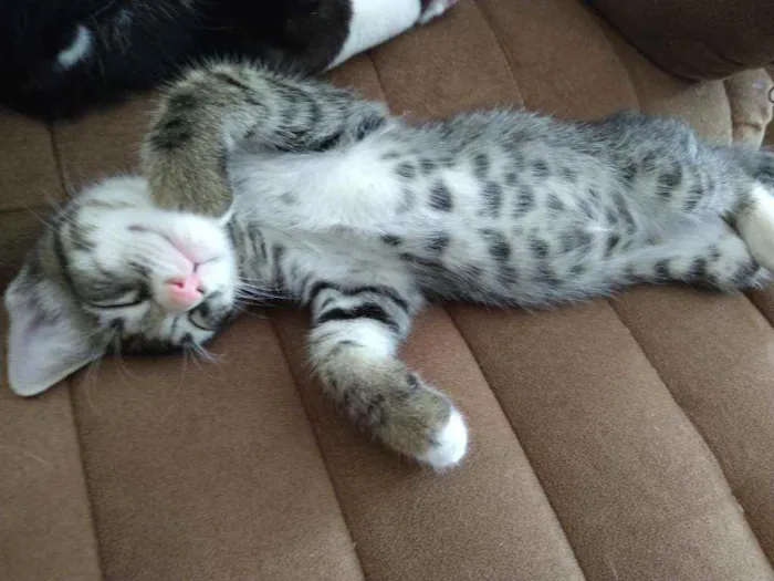 Gato ra a SRD idade 2 a 6 meses nome Sem Nome 