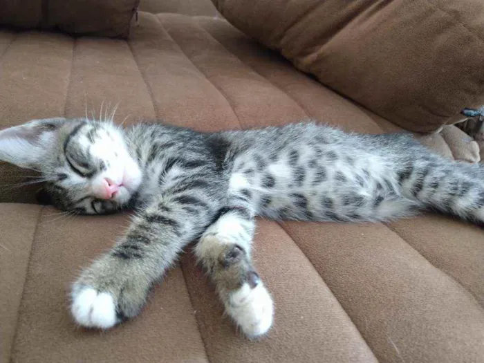 Gato ra a SRD idade 2 a 6 meses nome Sem Nome 