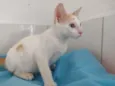 Apolo