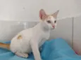 Apolo