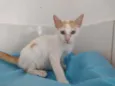Apolo