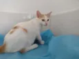 Apolo
