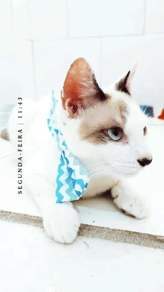 Gato ra a SRD-ViraLata idade 2 a 6 meses nome Olaf