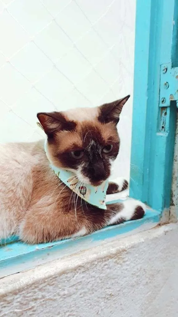 Gato ra a SRD-ViraLata idade 7 a 11 meses nome PERLA