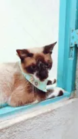 PERLA