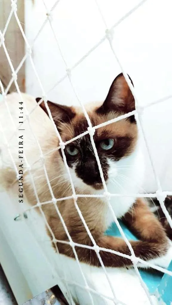 Gato ra a SRD-ViraLata idade 7 a 11 meses nome PERLA