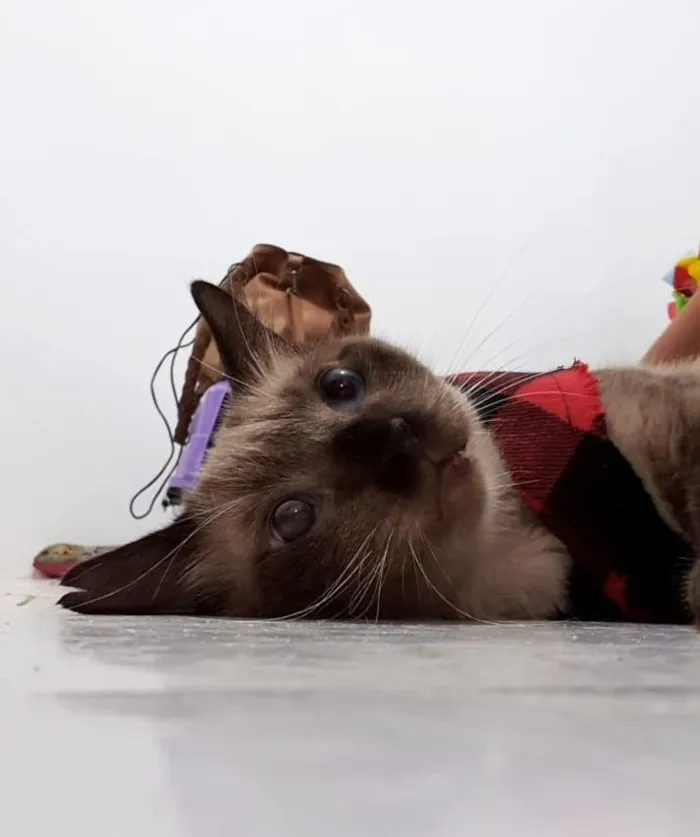 Gato ra a SRD-ViraLata idade 2 anos nome Harry