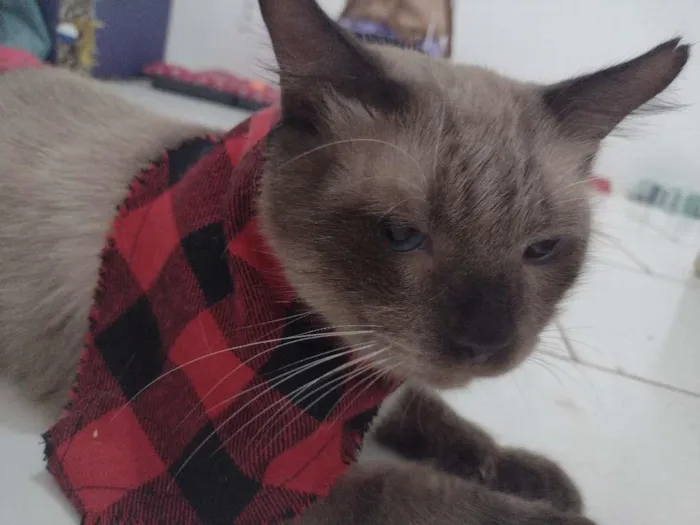 Gato ra a SRD-ViraLata idade 2 anos nome Harry