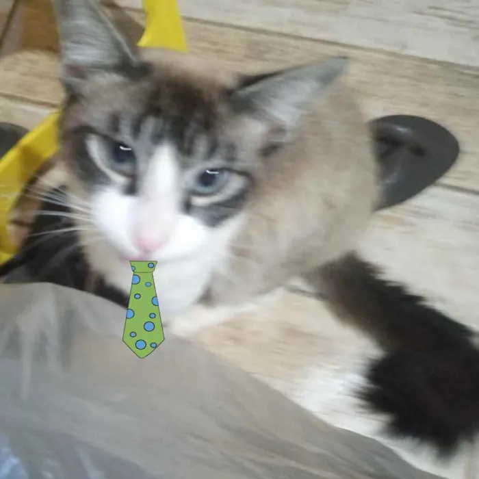 Gato ra a SRD idade 2 a 6 meses nome Eros 