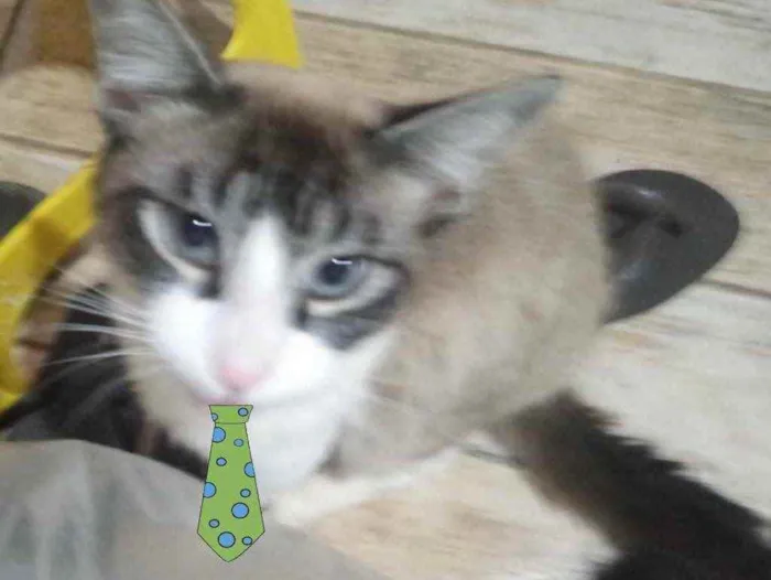 Gato ra a SRD idade 2 a 6 meses nome Eros 