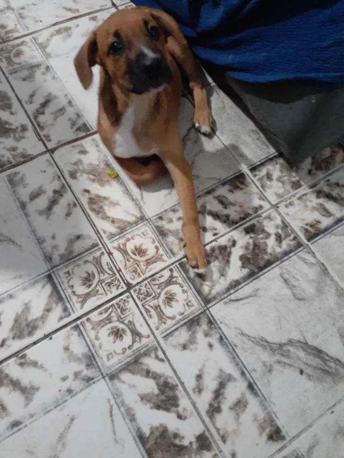 Cachorro raça Vira lata idade 2 a 6 meses nome Trovao