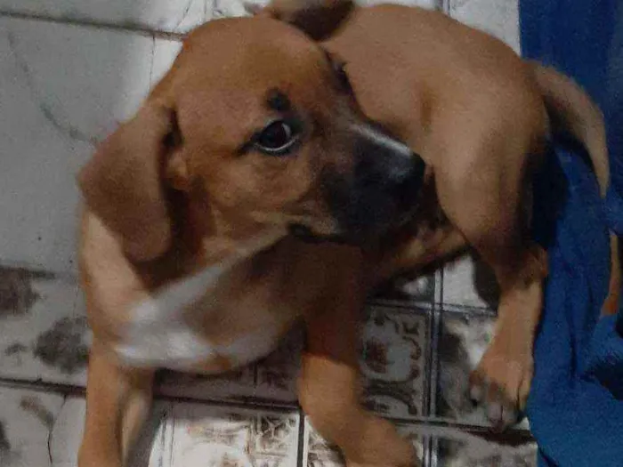Cachorro raça Vira lata idade 2 a 6 meses nome Trovao