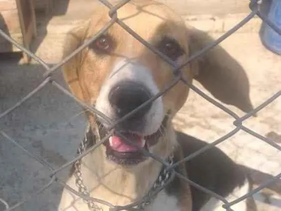 Cachorro raça Sem raça definida  idade 2 anos nome Lola para Adoção 