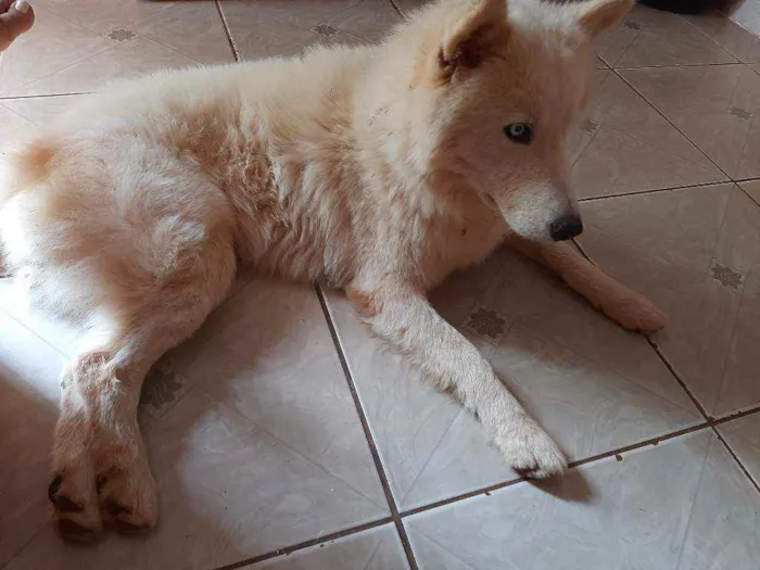 Cachorro ra a Husky siberiano outro vira lat idade 2 anos nome Lobo e bolinha 