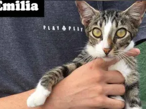 Gato raça SDR idade 2 a 6 meses nome EMILIA