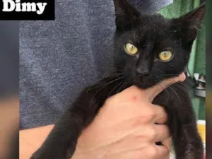 Gato raça SDR idade 2 a 6 meses nome DYMY