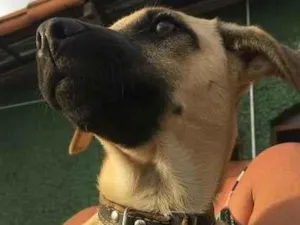 Cachorro raça SDR idade 2 a 6 meses nome SOPHIA