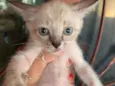 Gatinhos