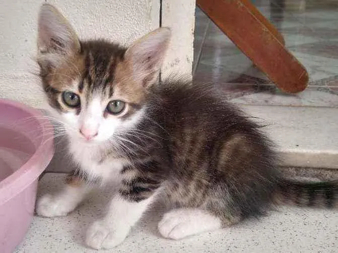 Gato ra a SRD idade 2 a 6 meses nome Sem Nome 