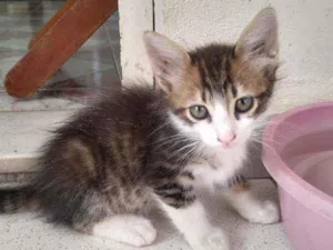 Gato raça SRD idade 2 a 6 meses nome Sem Nome 