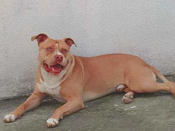 Cachorro ra a Pitbull  idade 2 anos nome Zeus