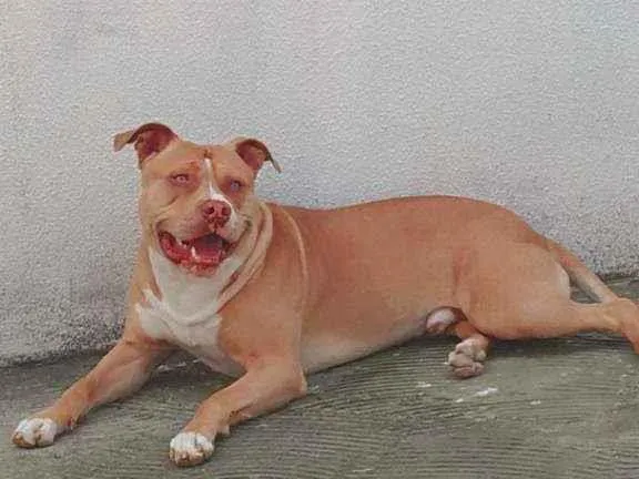 Cachorro ra a Pitbull  idade 2 anos nome Zeus