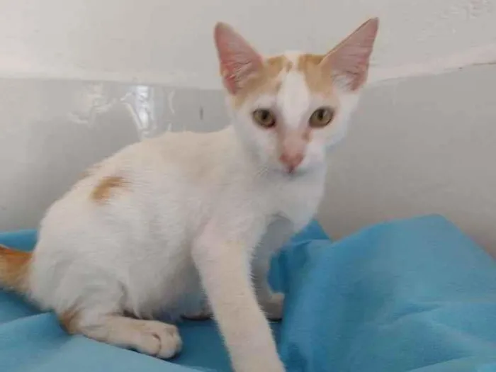 Gato ra a SRD-ViraLata idade 2 a 6 meses nome Apolo