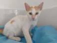 Apolo