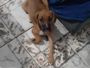 Cachorro raça Vira lata idade 2 a 6 meses nome Trovao