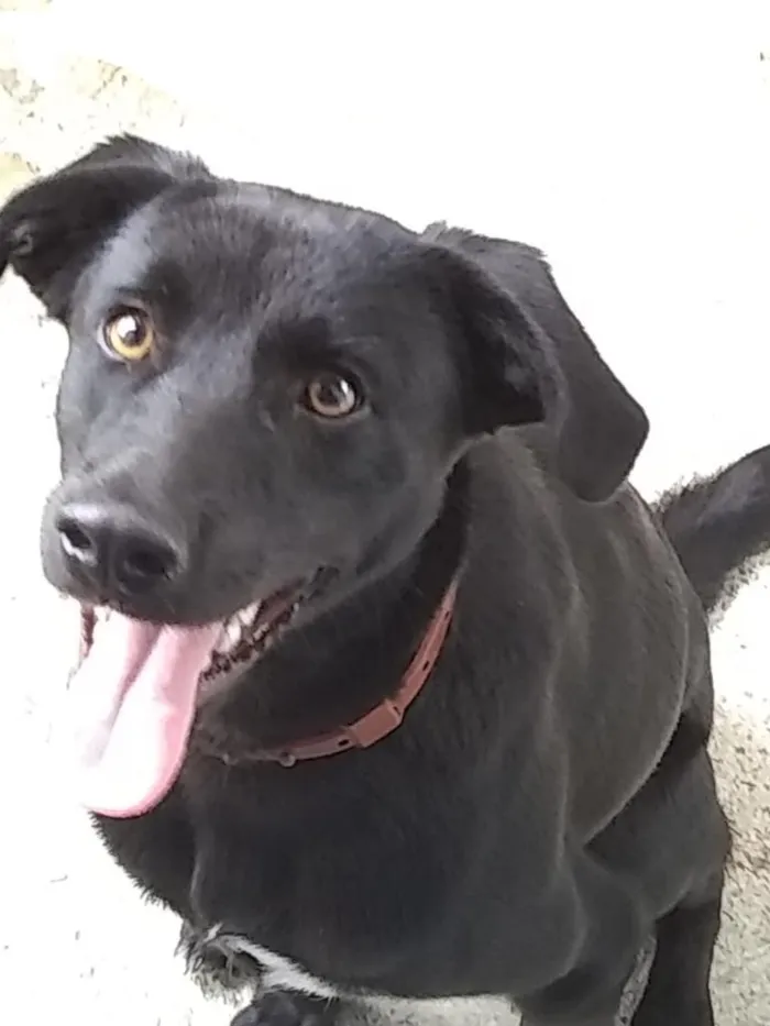 Cachorro ra a SRD-ViraLata idade 1 ano nome Sloan