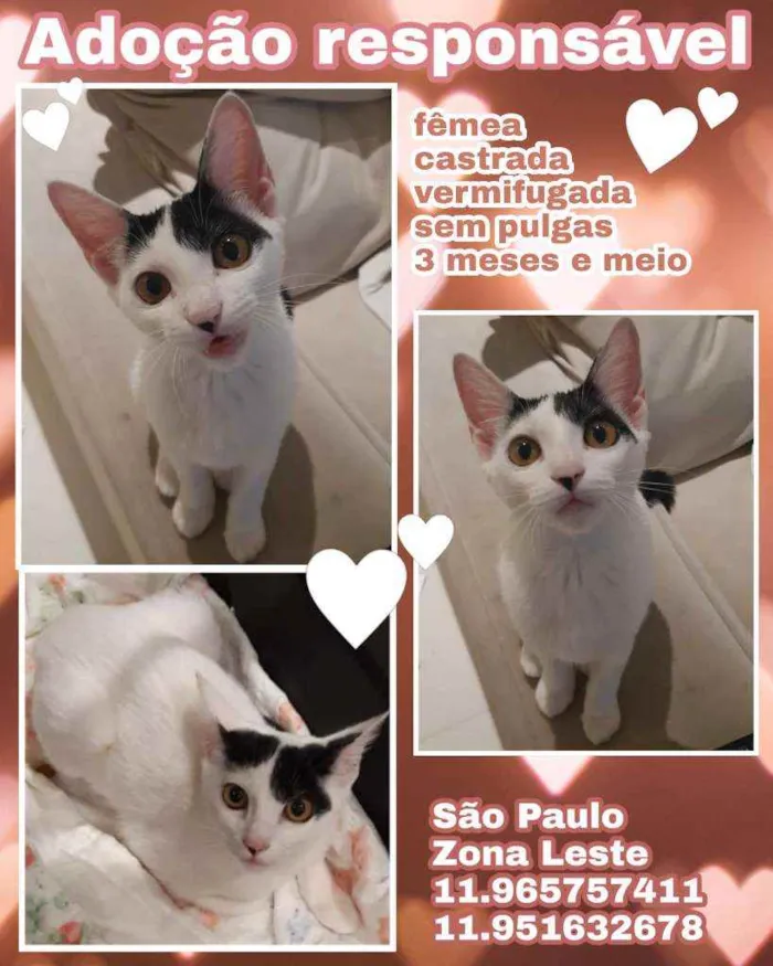 Gato raça SRD idade 2 a 6 meses nome Menininha