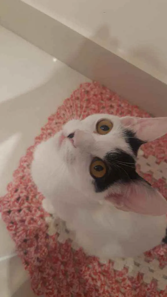 Gato raça SRD idade 2 a 6 meses nome Menininha