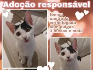 Gato raça SRD idade 2 a 6 meses nome Menininha
