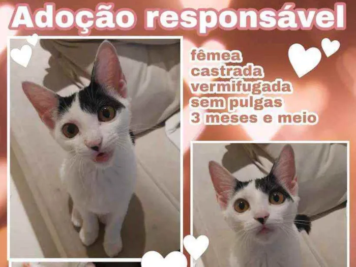 Gato raça SRD idade 2 a 6 meses nome Menininha