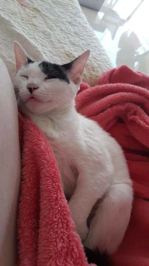 Gato raça SRD idade 2 a 6 meses nome Menininha