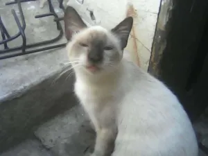 Gato raça Siamês idade 7 a 11 meses nome Shimon