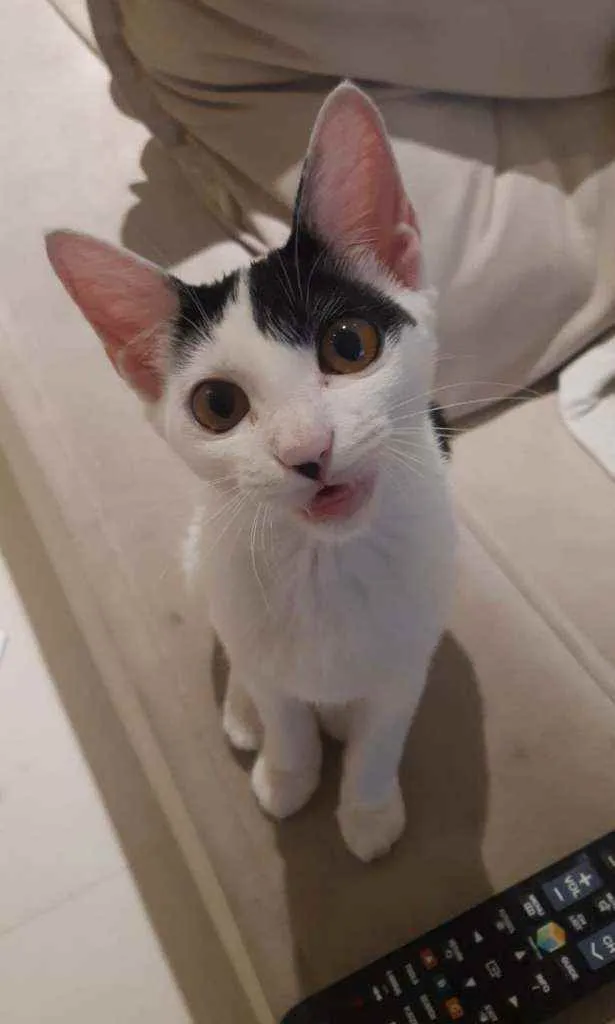 Gato raça SRD idade 2 a 6 meses nome Menininha